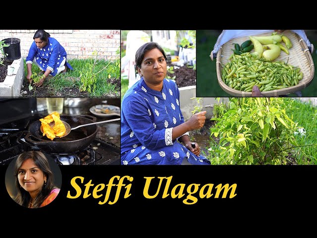 Chilli Garden Tour in Tamil - Steffi Ulagam - மிளகாய் தோட்டம் - Sauce from home grown chillies class=
