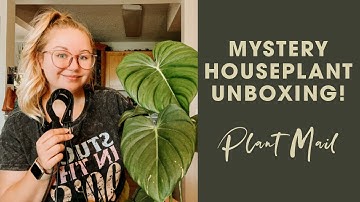 Mystery Plant Unboxing! | We Are Plant Lovers Mini Mystery Haul