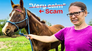 The Horse We Bought Was Wild. (SCAMMED)