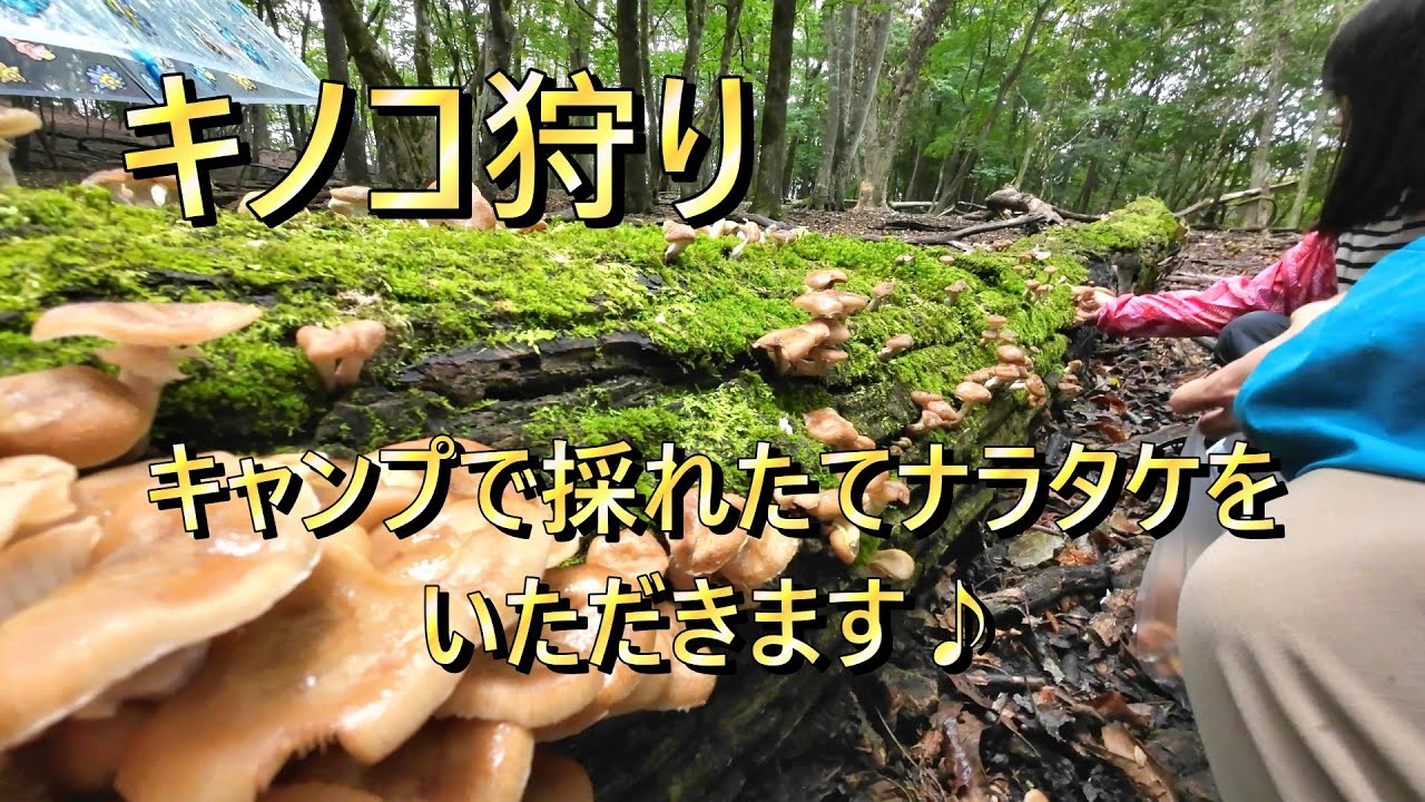 【キノコ狩り】ナラタケ・シャカシメジ・クリフウセンタケ・バカマツタケなど