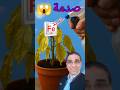 متى أضيف الحديد للنبات والطريقة الصح رشا ولا تسميد 