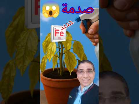 متى أضيف الحديد للنبات والطريقة الصح رشا ولا تسميد