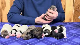 Ruby's Large miniature Schnoodles  March 11, 2025