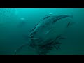 Whale Shark and Manta Ray Seen Swimming Over Artificial Reef Near Destin, Florida