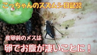 こっちゃんのスズムシ日記32「産卵前のメスはお腹が凄いことになってる！」こっちゃんの生き物係