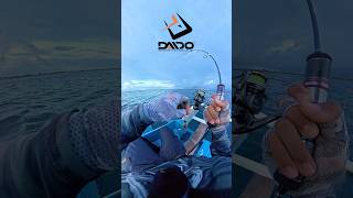Mancing barakuda di buoy benoa dengan set tackle dari daido terbaru