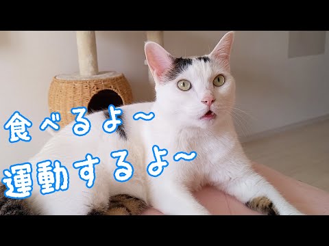 チビ猫❣ リクエスト 2点 まとめ商品 Benny's Animal Products - インテリア雑貨とガーデニング用品