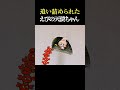 蟹に追い詰められたえびの天使ちゃん【えびの天使ちゃん研究レポート】 #shorts