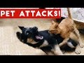 Funniest Animal Attacks Compilation October 2016   Funny Pet Videos