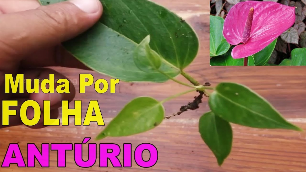 INCRÍVEL! MUDAS DE #ANTÚRIO PELA FOLHA!🌿😱 TÉCNICA INDIANA MARAVILHOSA!  CONFIRA AQUI!💚💛💚💛 - thptnganamst.edu.vn