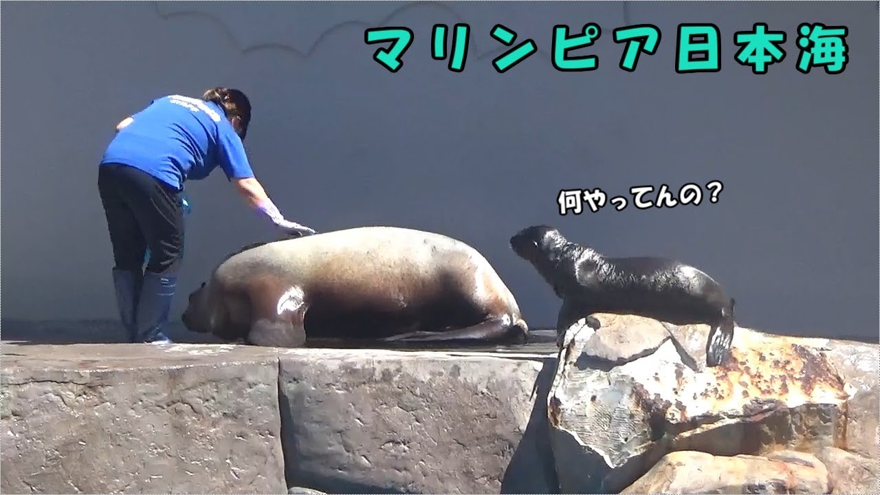 【マリンピア日本海】色々なことに興味津々なトドの赤ちゃん