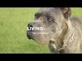 ALL ABOUT LIVING WITH CANE CORSO