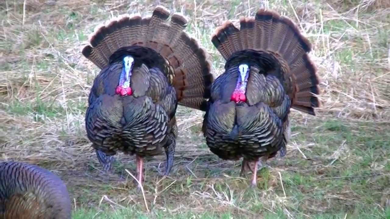 Bow Hunting Turkeys in Vermont 2013 YouTube