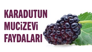 Karadutun 6 Faydası, Karadut Nelere İyi Gelir? | Sağlıklı Yaşam Sırları Resimi