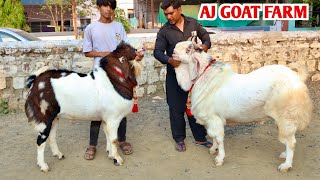 Nayaab Kota Shandaar Color Main At AJ Goat Farm