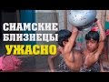 ТОП10 СИАМСКИЕ БЛИЗНЕЦЫ