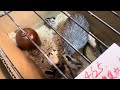 朝の餌やり