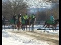 Элитное коневодство в агрофирме "Прогресс"