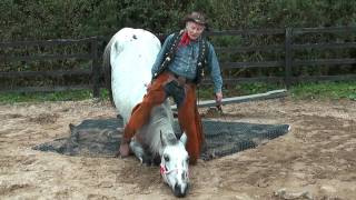 Texas Ollie training his trick horses