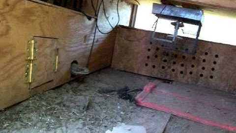 Savannah Monitor knows its Name When Called