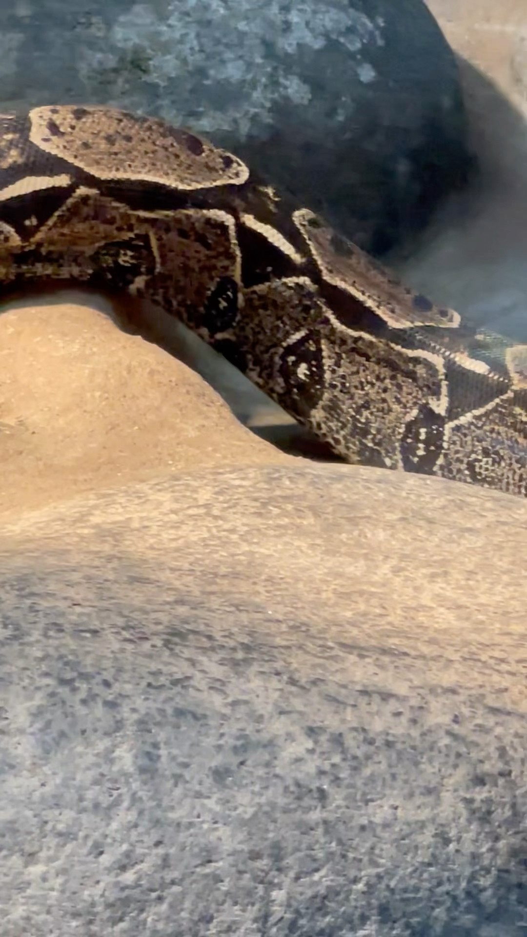 Immense Snake On The Move