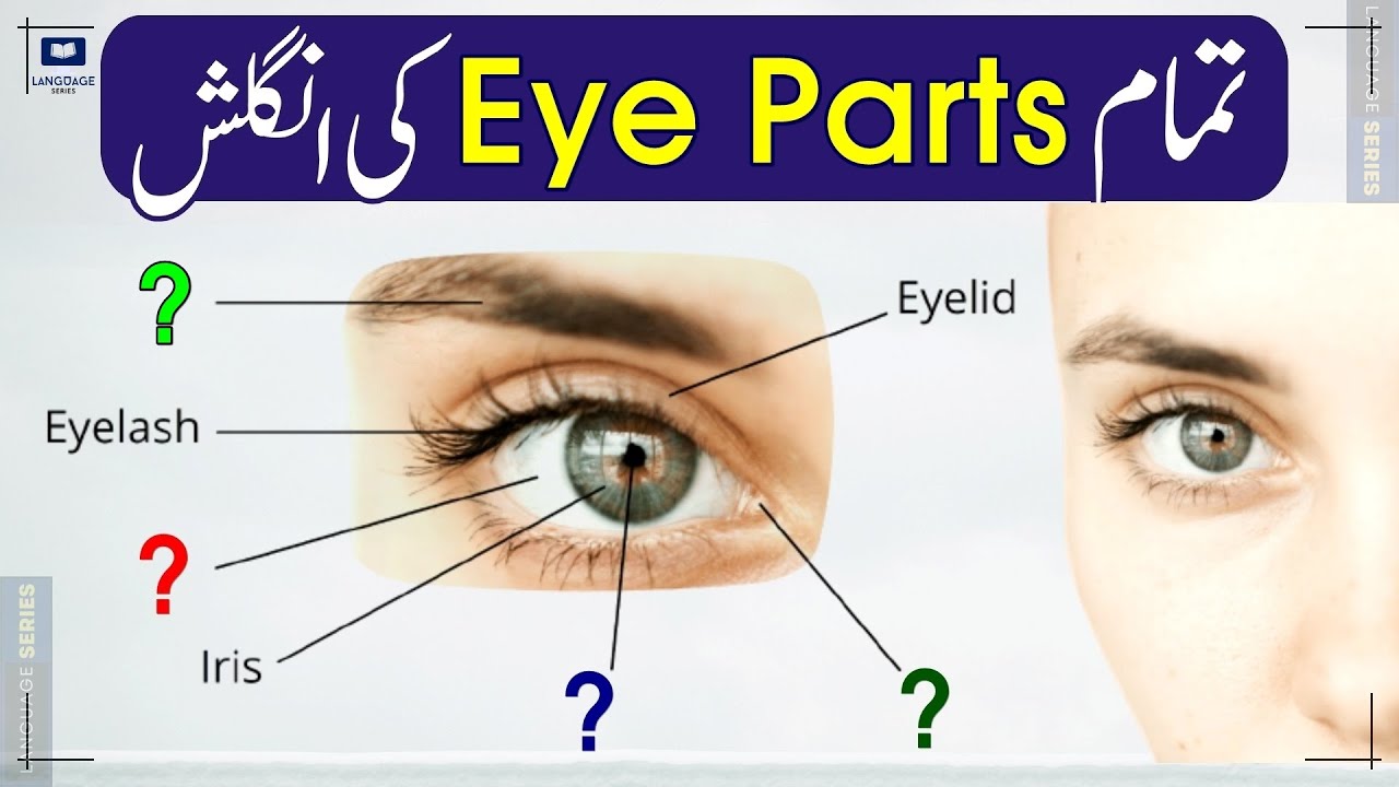 Parts of Eye Names & Vocabulary in English with Urdu - YouTube