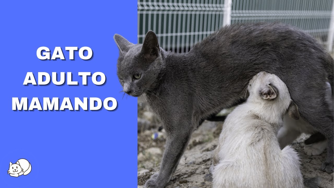 25 Gatos Grandes Mamando 