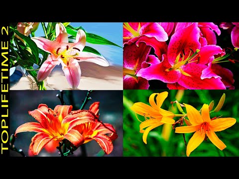 Azucena, Una Planta Bulbosa de Flores Espectaculares y Fragantes