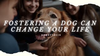 From Furballs to Forever Homes: How Fostering a Dog Can Change Your Life and Theirs by Dogxytocin 348 views 1 year ago 4 minutes, 16 seconds