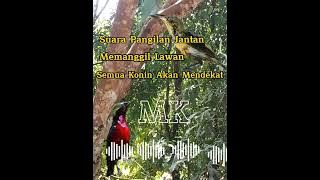 Suara Pangilan Jantan Memangil Lawan||Di jamin semua Konin Liar Mendekat