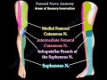 Femoral Nerve Anatomy - Femoral nerve injury.