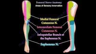 Femoral Nerve Anatomy  Femoral nerve injury.