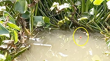 câu đụng ổ hugo toàn hàng khủng không giật cá  nhứt nách