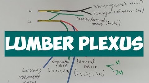 LUMBER PLEXUS / Anatomy 👍