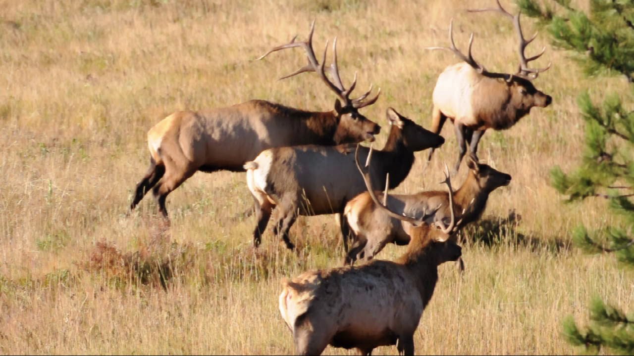 RMNP10 17 Elk rut - YouTube