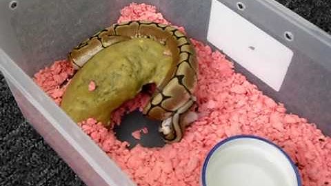 New Spider ball python & feeding!