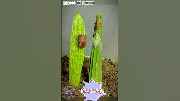 Khoảnh khắc kỳ diệu: Ve sầu lột xác! #kensoc #animals #nature