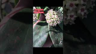 #flordecera HoyaWibergiae 😍#hoya #