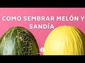 Como Sembrar Melón Y Sandía Paso A Paso 2021