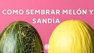 Trucos y consejos para tener éxito en el cultivo de melones y sandías