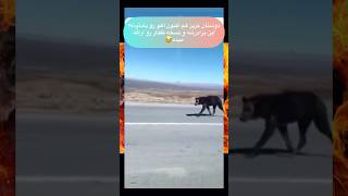 دوستان عزيز هم اكنون كفتار😂😂 #funny #ترند #comedy #duet #automobile #funnyvideo