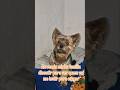 e por ai r assim também #youtubeshorts #pets #dogshorts #modapet #cachorro #memes #petsfofinhos