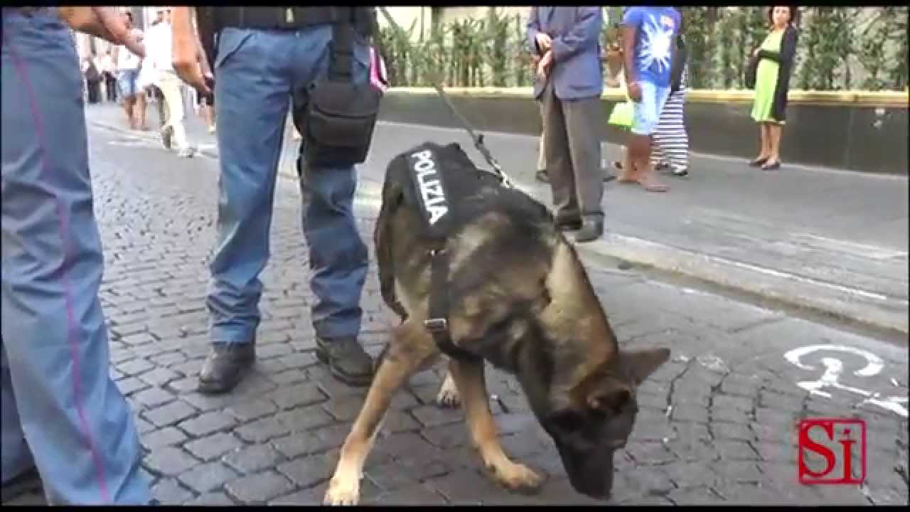 Napoli Il Cane Poliziotto Karl 160914 Youtube