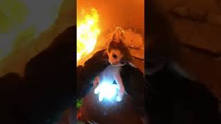 Firefighter Saves Cat From A Burning House!