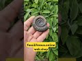 Chunky Dactylioceras #ammonite #fossil from Port Mulgrave near #whitby #shorts