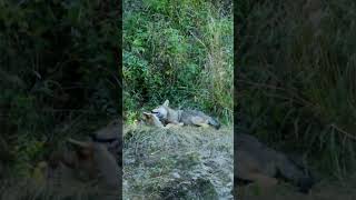 #wolf #hunting #wildlife #vlk #shorts #short #vysoketatry #wildanimals #slovakia #foryou