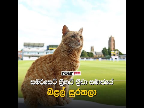 සමර්සෙට් ක්‍රිකට් ක්‍රීඩා සමාජයේ බළල් සුරතලා- බ්‍රයන්