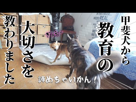 【感動】何度イタズラされようと諦めずに叱り続けた結果！！！犬は人間よりずっと優秀な先生でした【柴犬・甲斐犬】