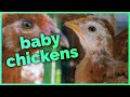 Meet my newest animals... Baby chickens!