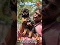 🌟Quality🔥Rottweiler🔥female🐶puppy's #shortvideo #short #yt #ytshorts #pets #rottweiler #dog #atp#cute